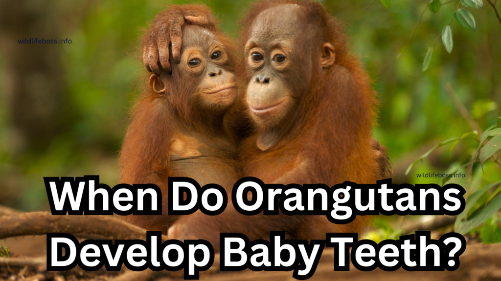 When Do Orangutans Develop Baby Teeth?