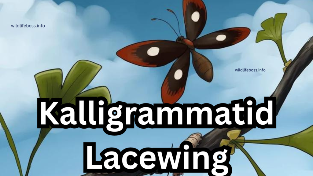 Kalligrammatid Lacewing