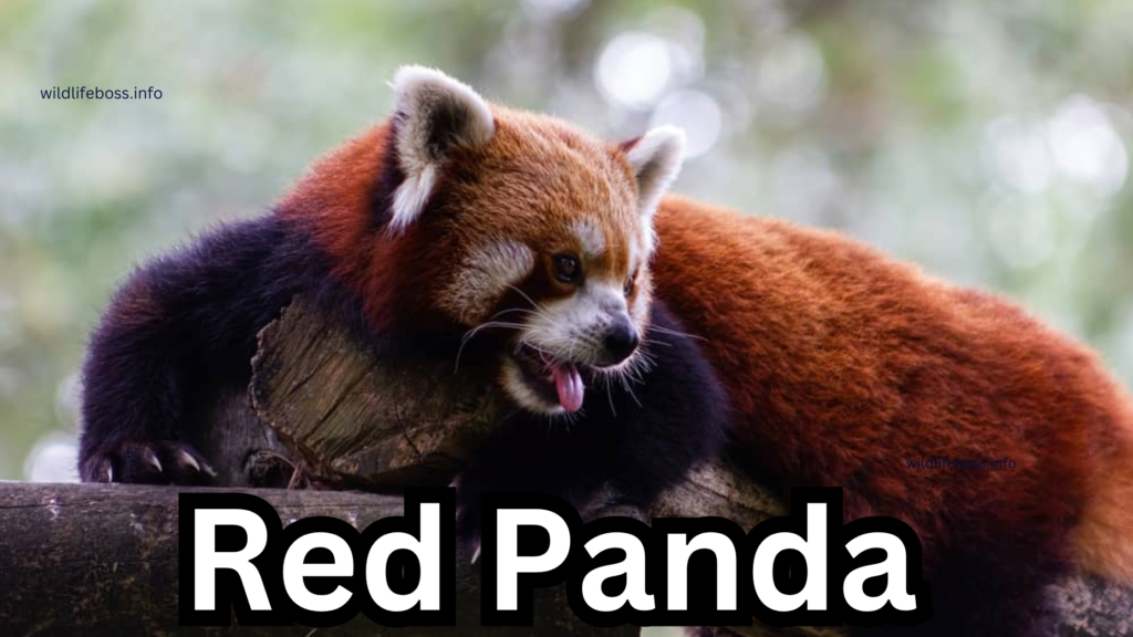 Red Panda 