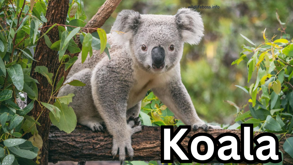 Koala