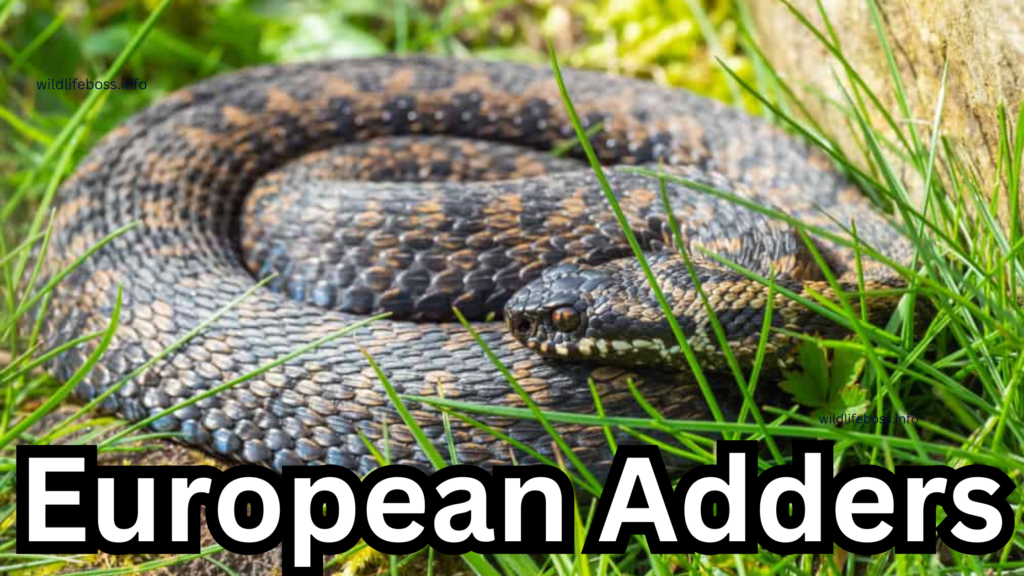 European Adders is the dangerous animals in austria