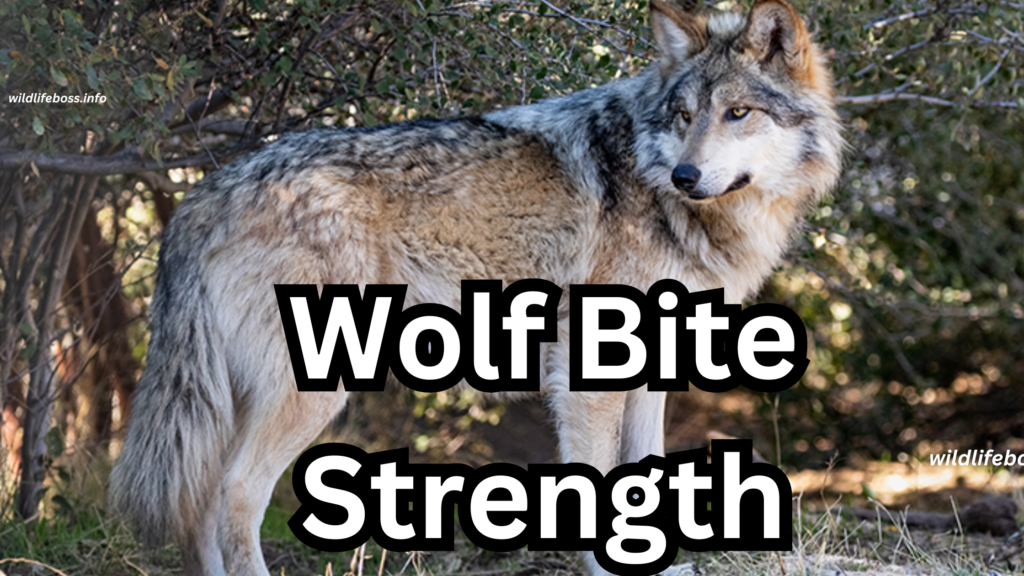 Wolf Bite Strength