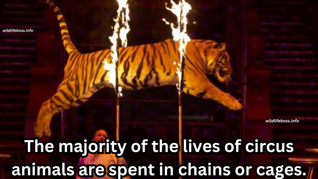 The majority of the lives of circus animals are spent in chains or cages.