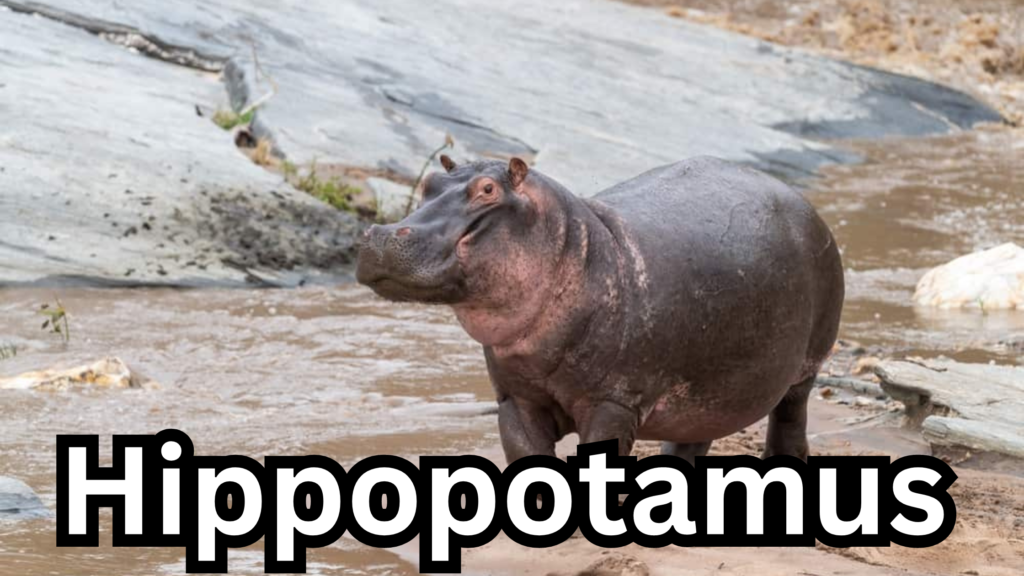 Hippopotamus