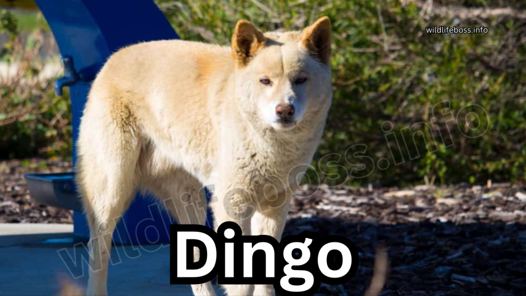 Dingo