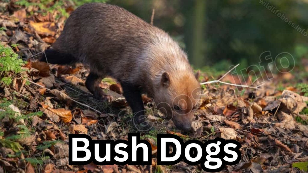 Bush Dogs