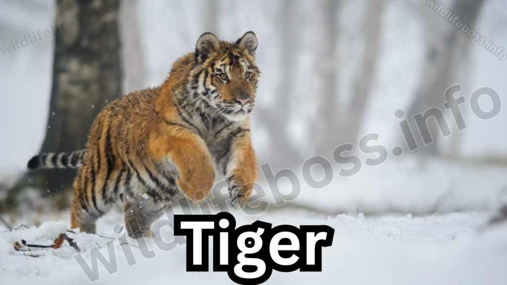 Tiger