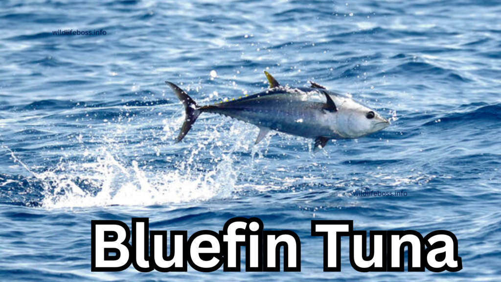 Bluefin Tuna