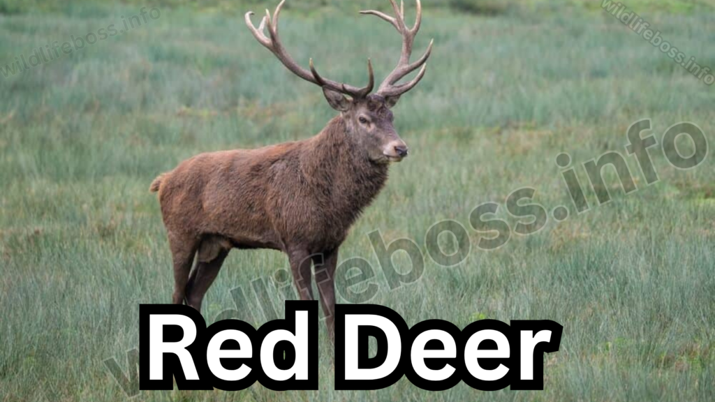 Red Deer