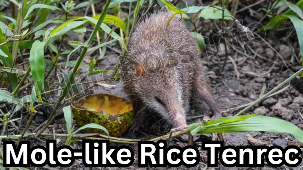 Mole-like Rice Tenrec