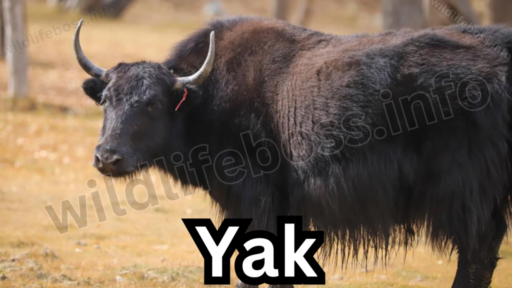 Yak