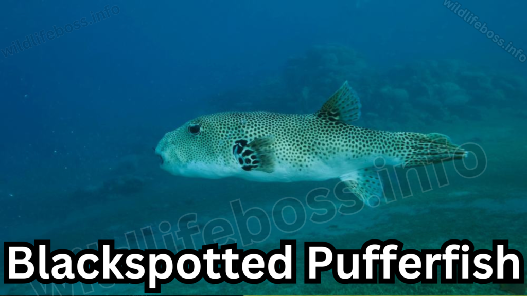 Blackspotted Pufferfish