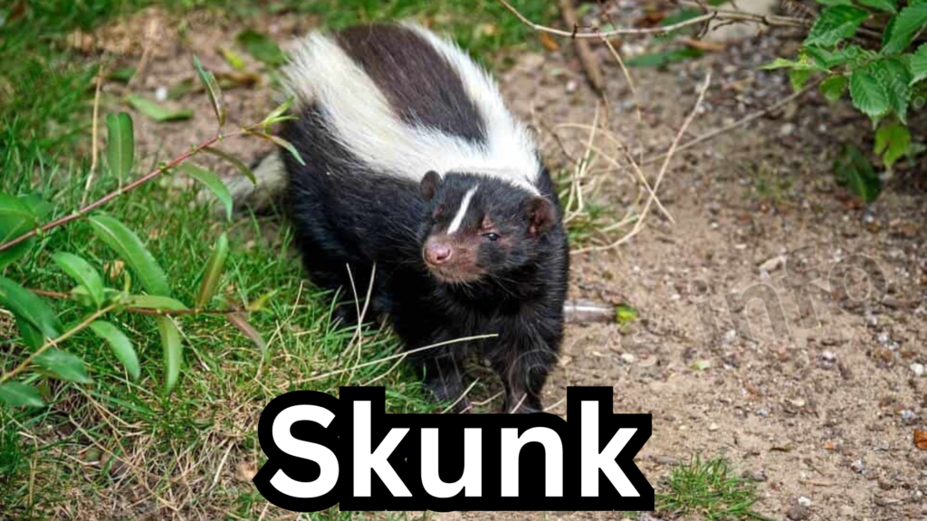 Skunk