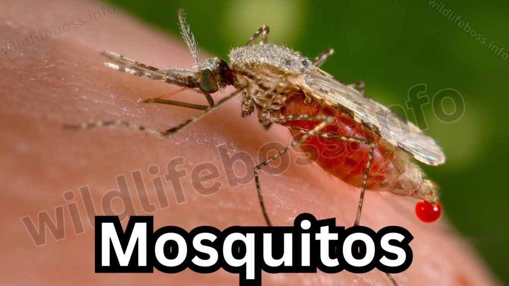 Mosquitos