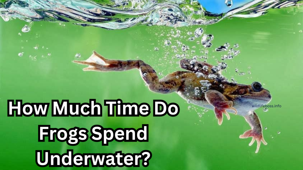 How Much Time Do Frogs Spend Underwater?