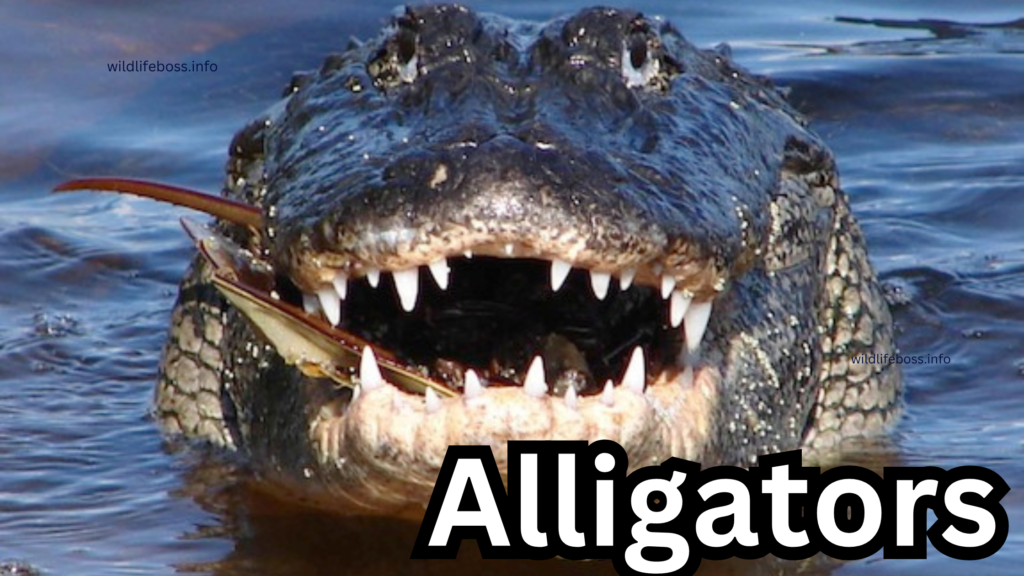 Alligators