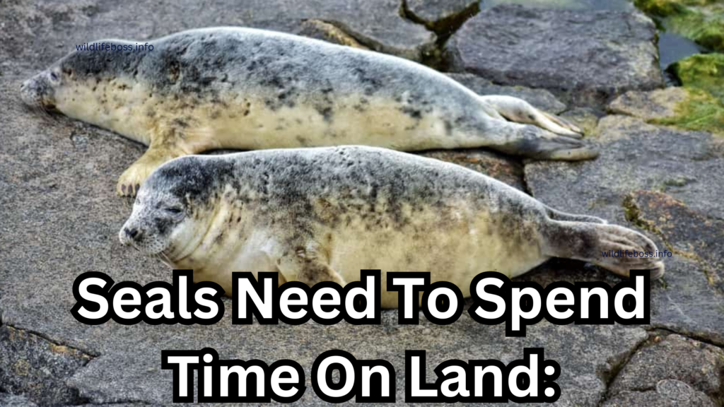 Seals Need To Spend Time On Land: