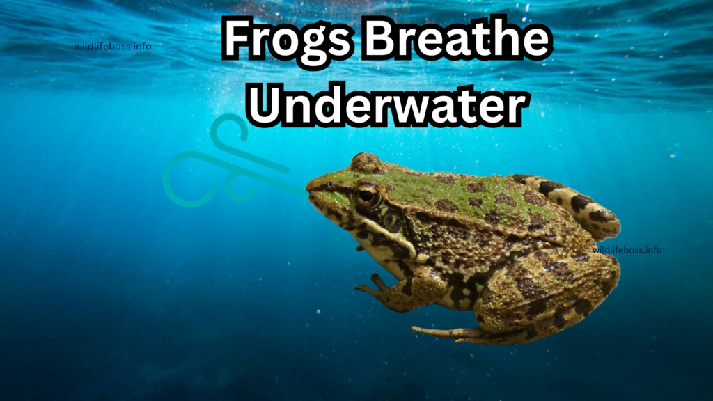 Frogs Breathe Underwater