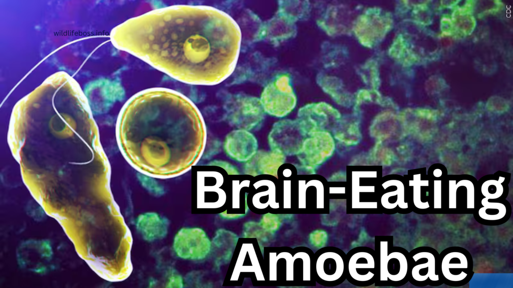 Brain-Eating Amoebae