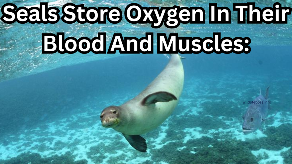 Seals Store Oxygen In Their Blood And Muscles: