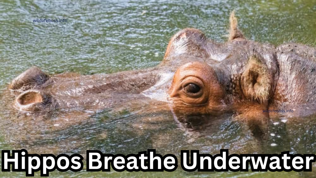 Hippos Breathe Underwater