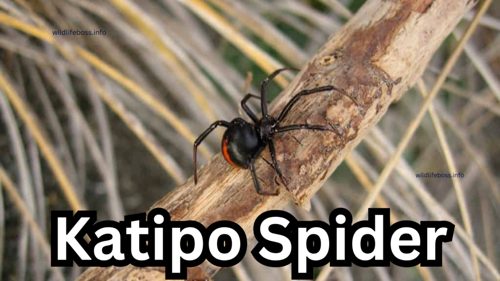 Katipo Spider