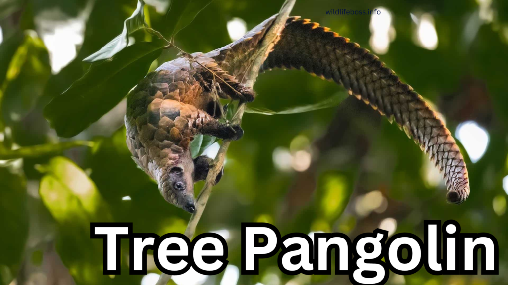 Tree Pangolin