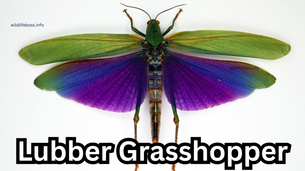 Lubber Grasshopper