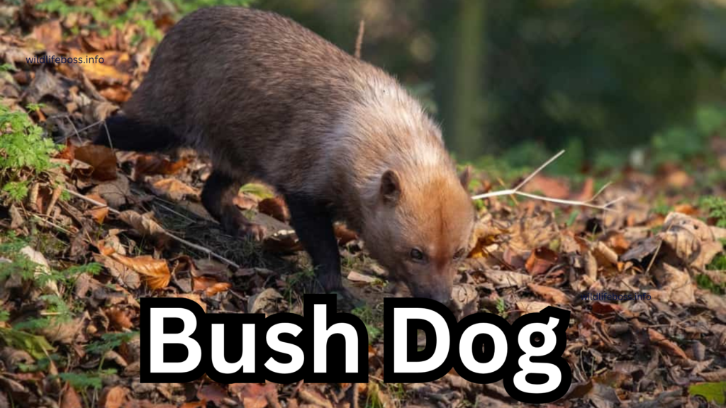 Bush Dog 