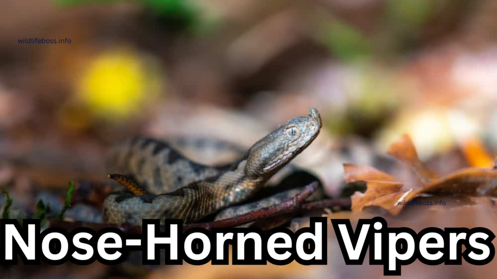 Nose-Horned Vipers