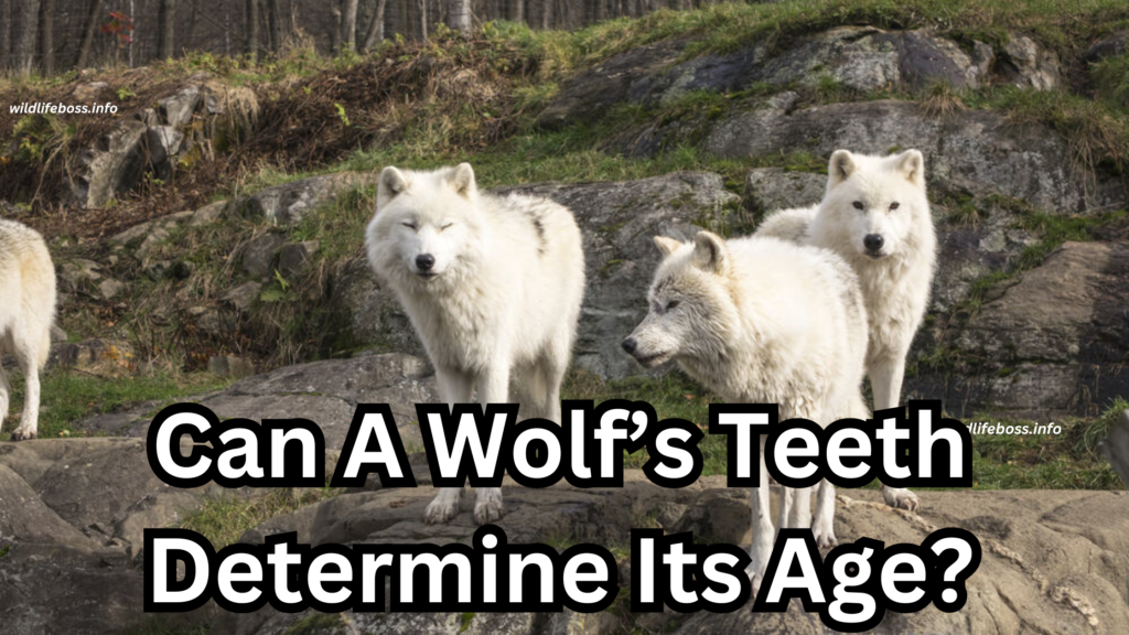 Can A Wolf’s Teeth Determine Its Age?