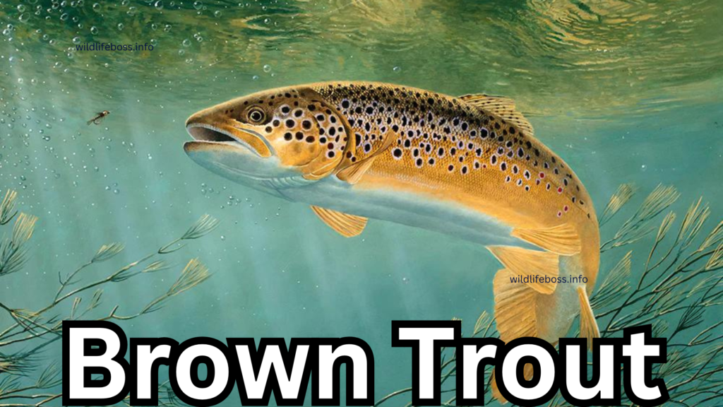 Brown Trout