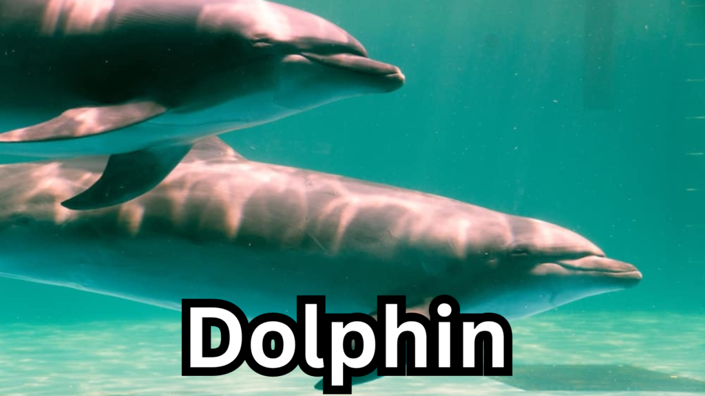 Dolphin