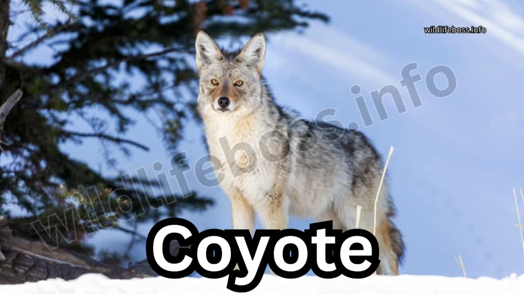 Coyote Vs Hyena