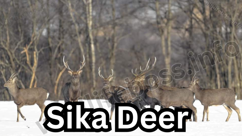 Sika Deer