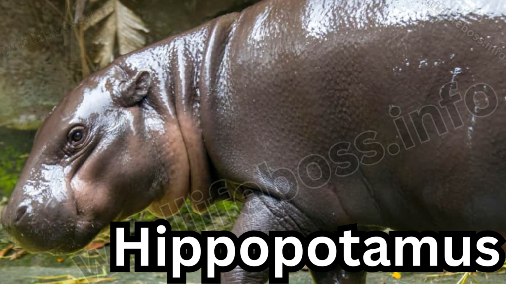 Hippopotamus