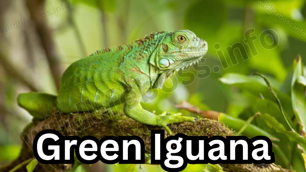 Green Iguana