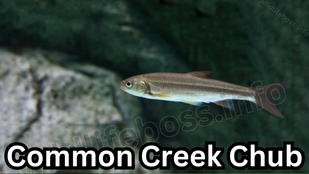 Common Creek Chub