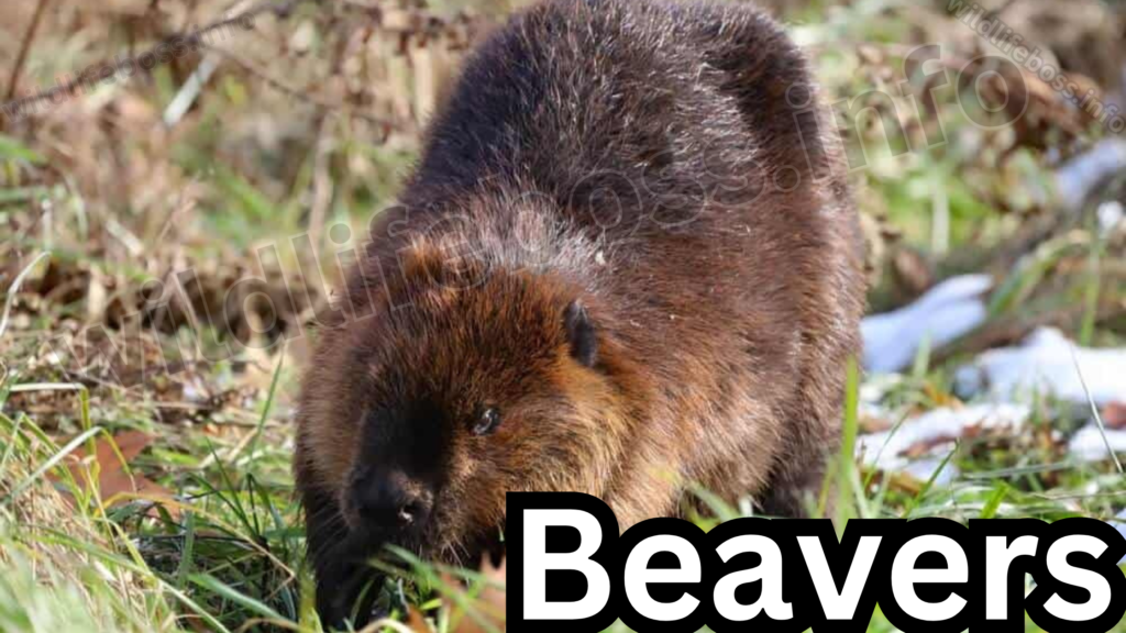 Beavers 