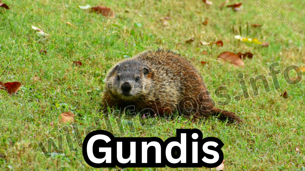 Gundis