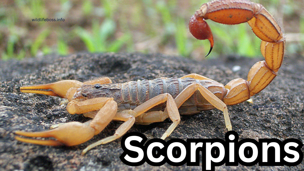 Scorpions