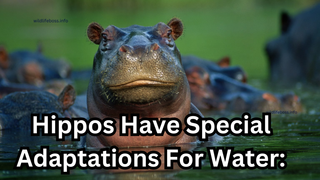 Hippos Have Special Adaptations For Water: