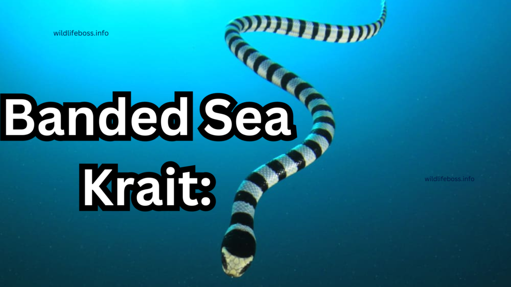 Banded Sea Krait: