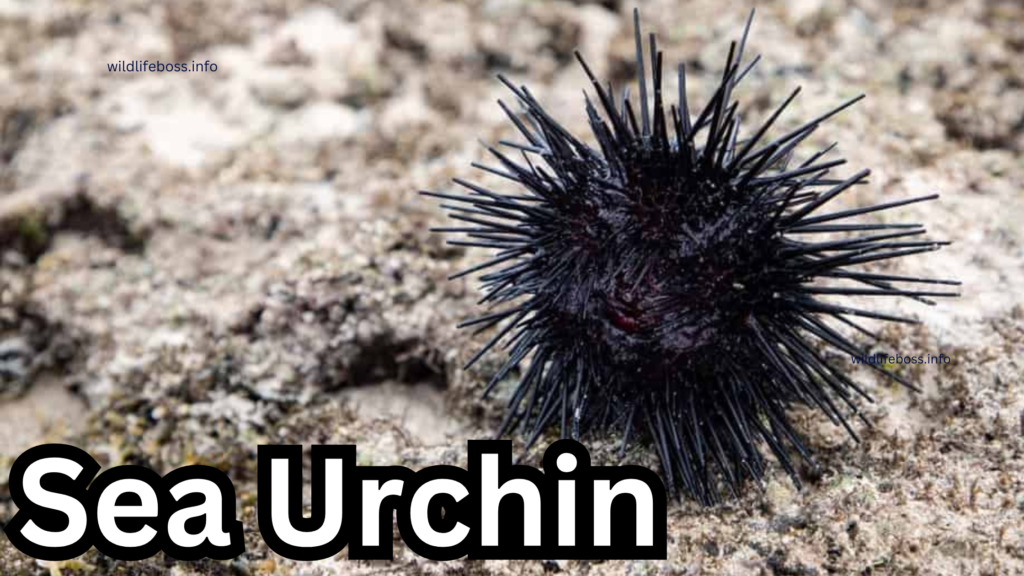 Sea Urchin