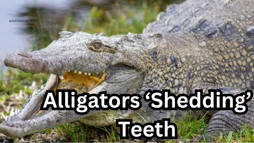 Alligators Shed their Teeth