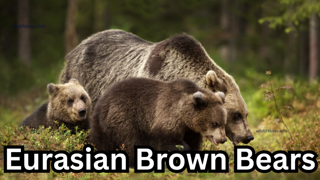 Eurasian Brown Bears