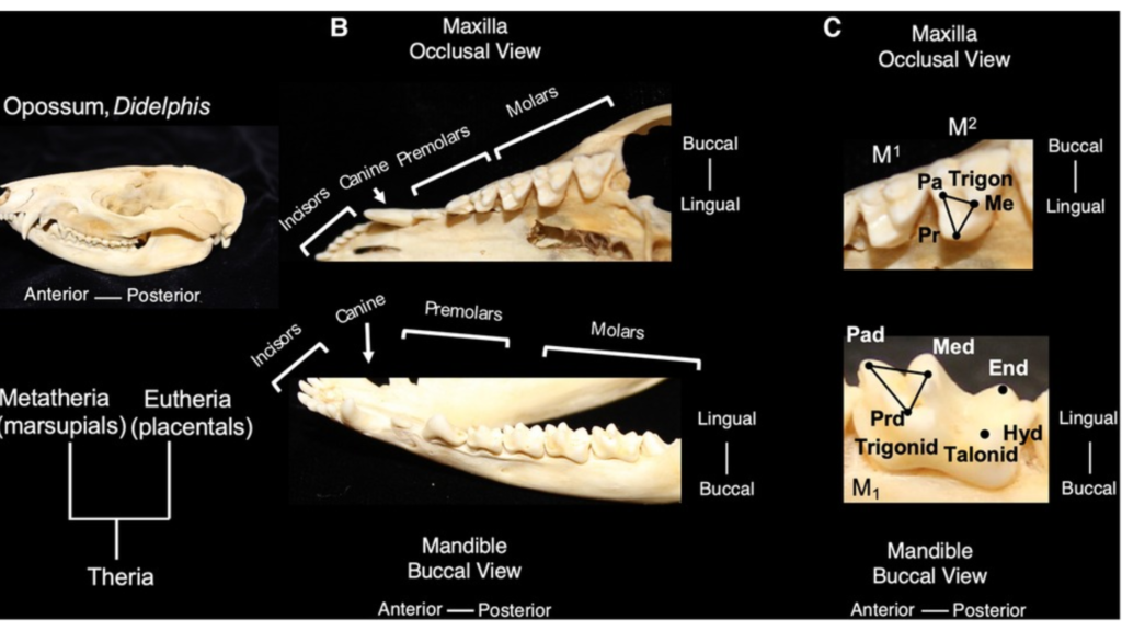 Wolf Jaw Morphology And Dental Formula 