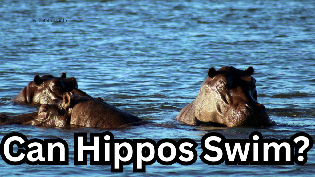 Can Hippos Swim?