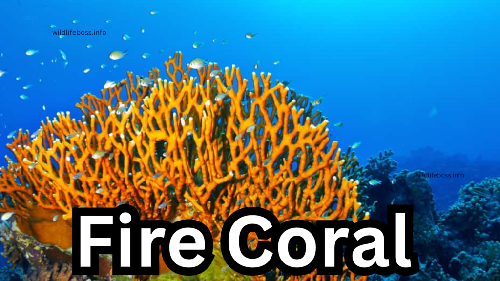 Fire Coral