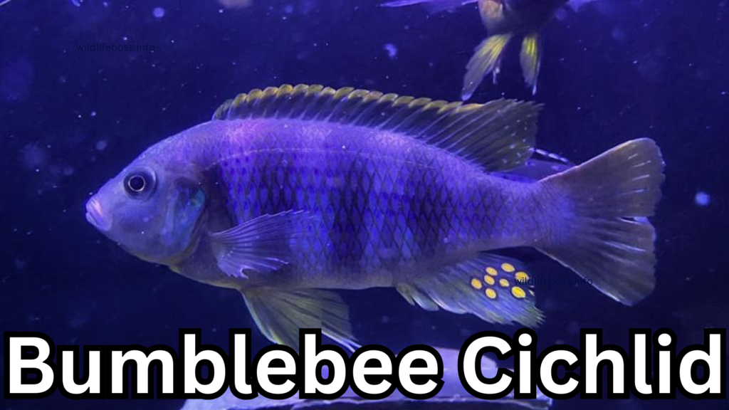 Bumblebee Cichlid